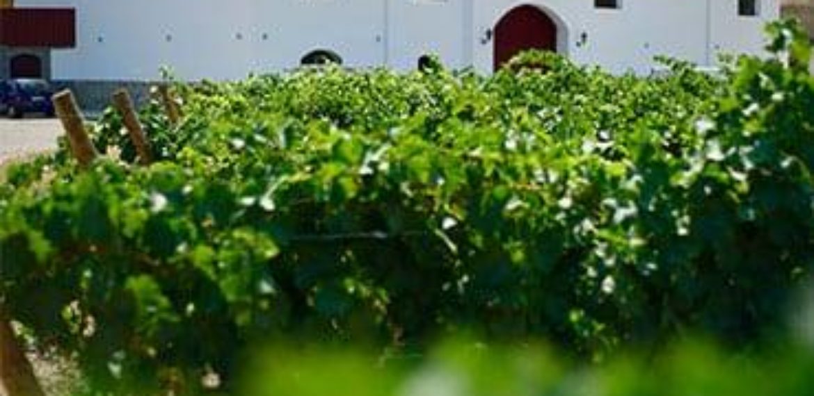 BODEGAS SEÑORÍO NARARÍ